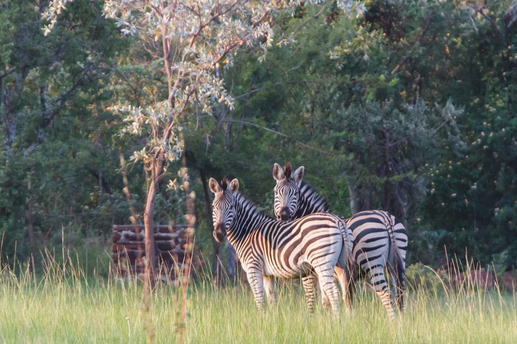 Birdsong Cottages Modimolle Luaran gambar